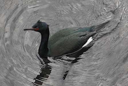 Pelagic Cormorant (Phalacrocorax pelagicus) photo