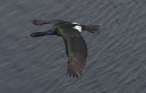 Pelagic Cormorant (Phalacrocorax pelagicus) photo