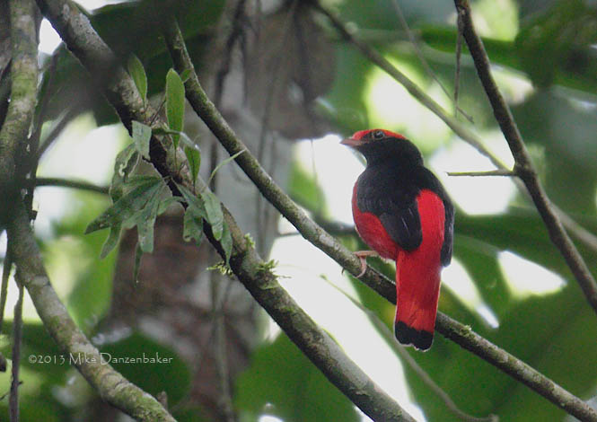 Black-necked Red Cotinga (Phoenicircus nigricollis) photo