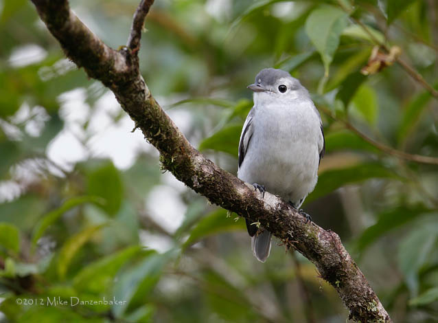 Snowy Cotinga (Carpodectes nitidus) photo