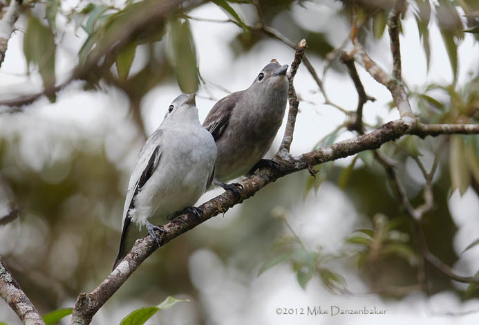 Snowy Cotinga (Carpodectes nitidus) photo