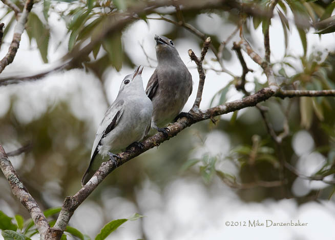 Snowy Cotinga (Carpodectes nitidus) photo
