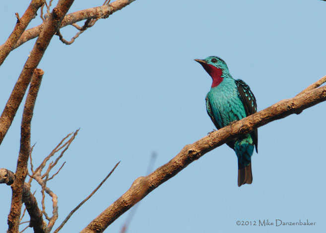Spangled Cotinga (Cotinga cayana) photo