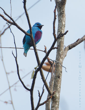 Turqoise Cotinga (Cotinga ridgwayi) photo
