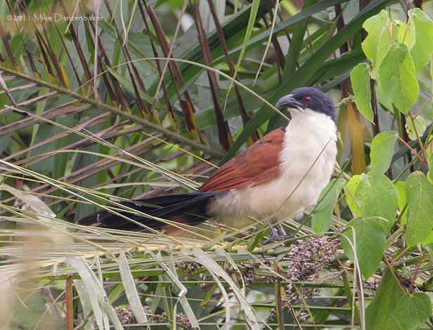 Blue-headed Coucal (Centropus monachus) photo