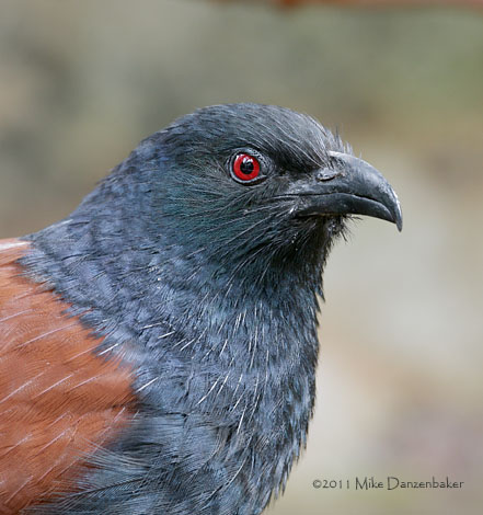 Greater Coucal (Centropus sinensis) photo