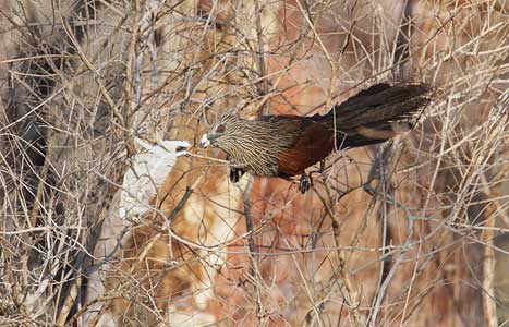 Madagascar Coucal (Centropus toulou) photo