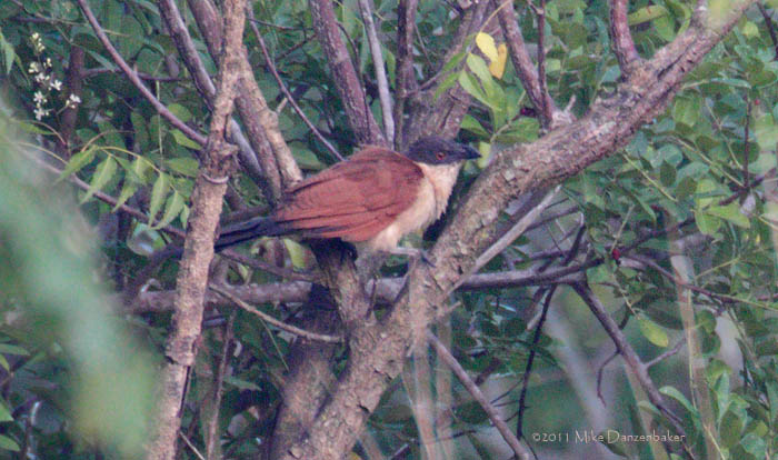 Senegal Coucal (Centropus senegalensis) photo