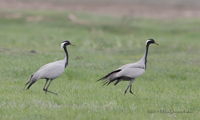 Demoiselle Crane (Grus virgo) photo