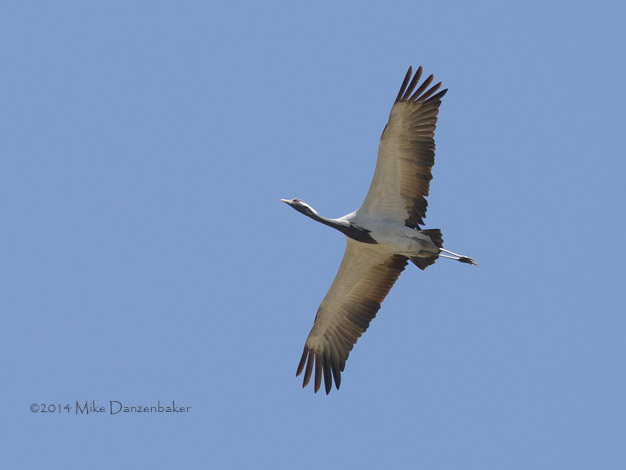 Demoiselle Crane (Grus virgo) photo
