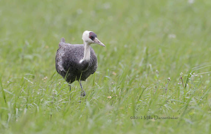 Hooded Crane (Grus monacha) photo