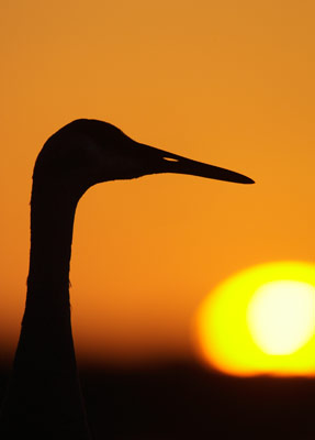 Sandhill Crane (Grus canadensis) photo