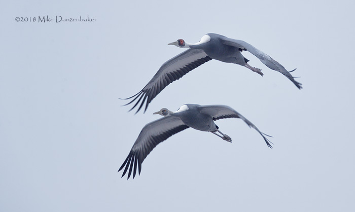 White-naped Crane (Grus vipio) photo