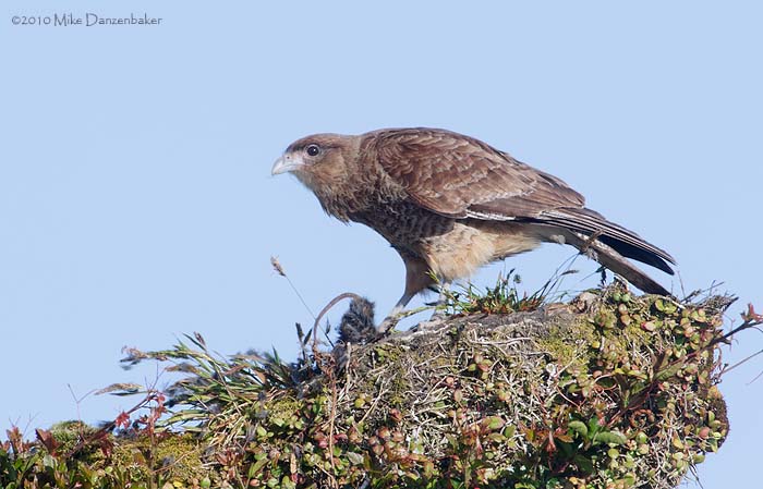 Chimango Caracara (Milvago chimango) photo