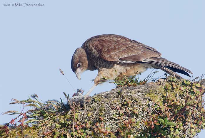 Chimango Caracara (Milvago chimango) photo