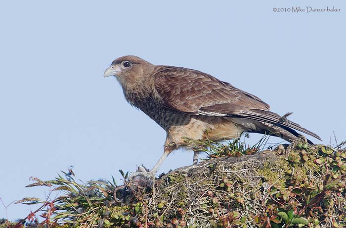 Chimango Caracara (Milvago chimango) photo