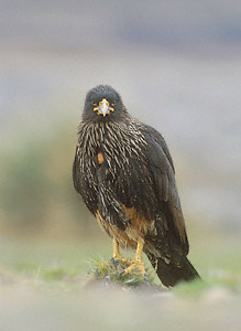 Striated Caracara (Phalcoboenus australis) photo