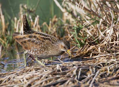 Spotted Crake (Porzana porzana) photo