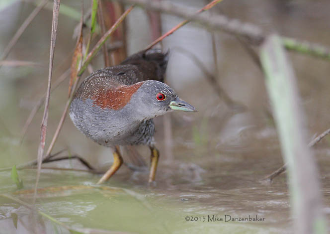 Gray-breasted Crake (Laterallus exilis) photo