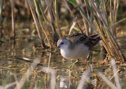 Little Crake (Porzana parva) photo