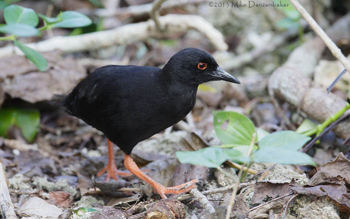 Red-eyed (Henderson) Crake (Porzana atra) photo