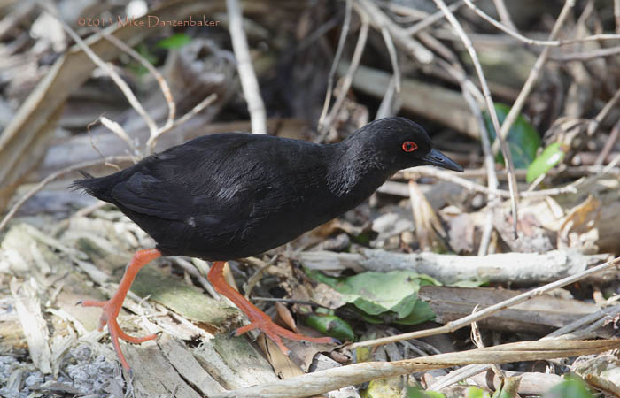Red-eyed (Henderson) Crake (Porzana atra) photo