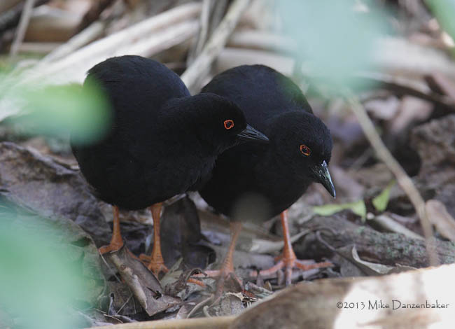 Red-eyed (Henderson) Crake (Porzana atra) photo