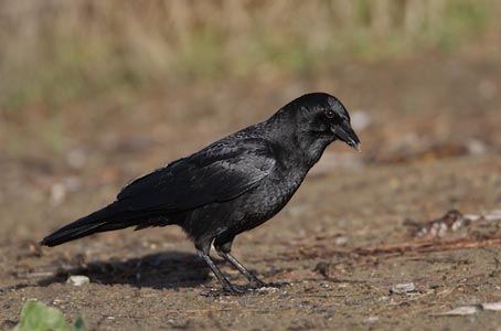 American Crow (Corvus brachyrhynchos) photo