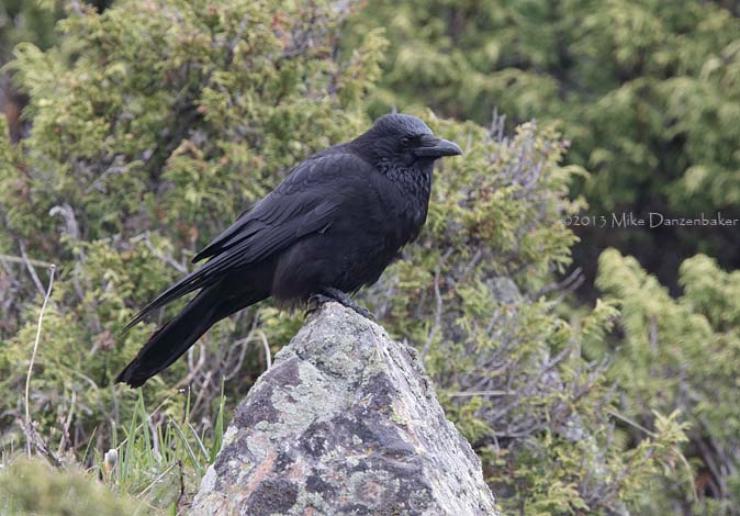 Carrion Crow (Corvus corone) photo