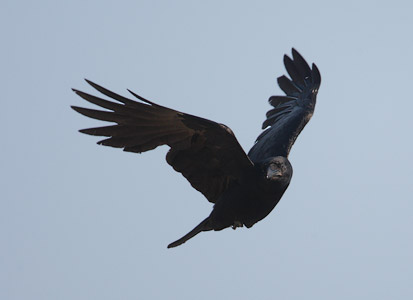 Fish Crow (Corvus ossifragus) photo