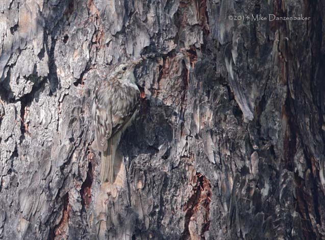 Eurasian Treecreeper (Certhia familiaris) photo
