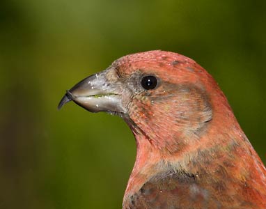 Red Crossbill (Loxia curvirostra) photo