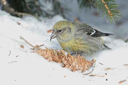 White-winged Crossbill (Loxia leucoptera) photo