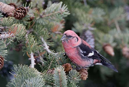 White-winged Crossbill (Loxia leucoptera) photo