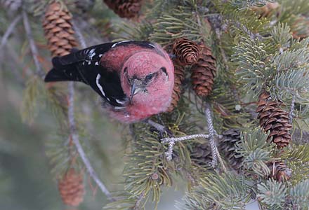 White-winged Crossbill (Loxia leucoptera) photo