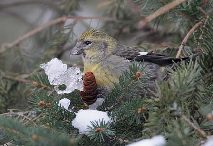 White-winged Crossbill (Loxia leucoptera) photo
