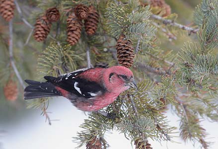 White-winged Crossbill (Loxia leucoptera) photo