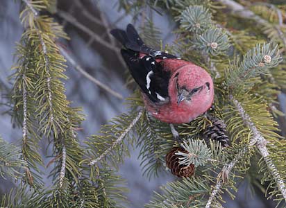 White-winged Crossbill (Loxia leucoptera) photo
