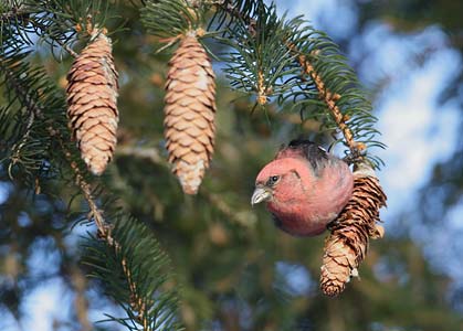 White-winged Crossbill (Loxia leucoptera) photo