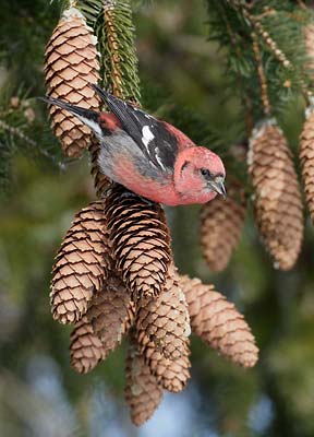 White-winged Crossbill (Loxia leucoptera) photo