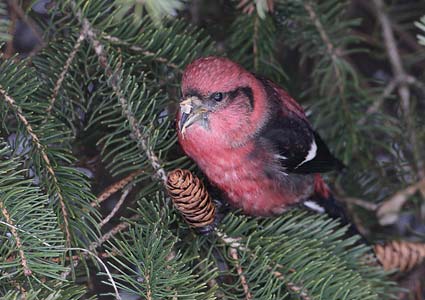 White-winged Crossbill (Loxia leucoptera) photo