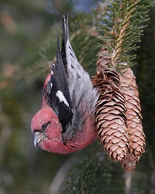 White-winged Crossbill (Loxia leucoptera) photo