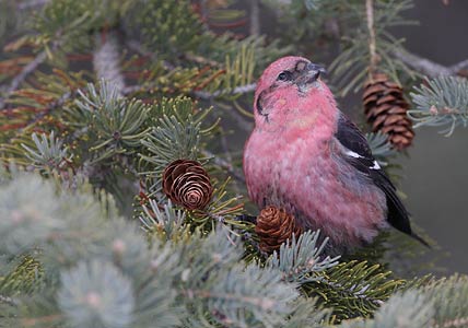 White-winged Crossbill (Loxia leucoptera) photo