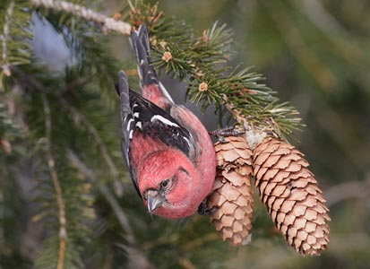 White-winged Crossbill (Loxia leucoptera) photo