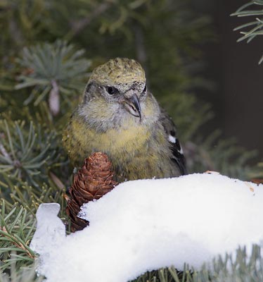 White-winged Crossbill (Loxia leucoptera) photo
