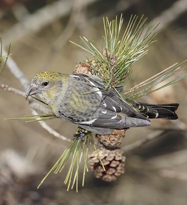 White-winged Crossbill (Loxia leucoptera) photo