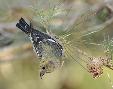 White-winged Crossbill (Loxia leucoptera) photo
