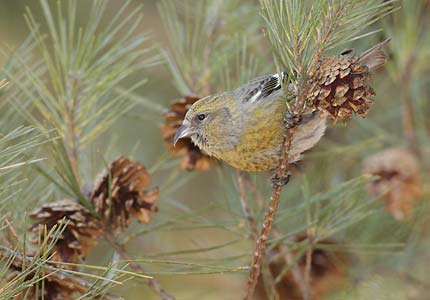 White-winged Crossbill (Loxia leucoptera) photo
