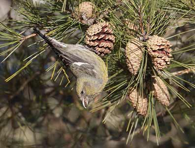 White-winged Crossbill (Loxia leucoptera) photo