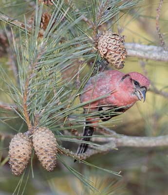 White-winged Crossbill (Loxia leucoptera) photo